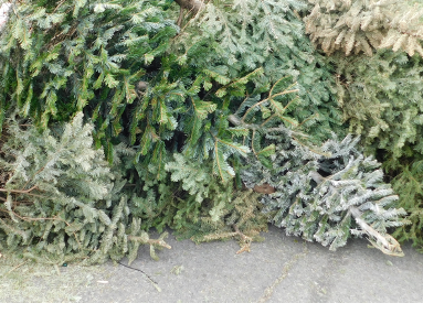 Pile of live Christmas trees